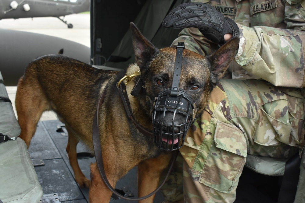 Military store working dogs