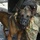 Military working dog