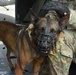 Military working dog