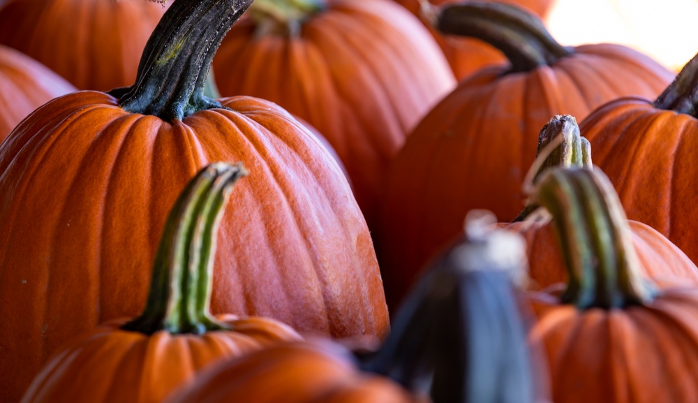 Fort Riley: Center of Everything - Britt's Garden Acres