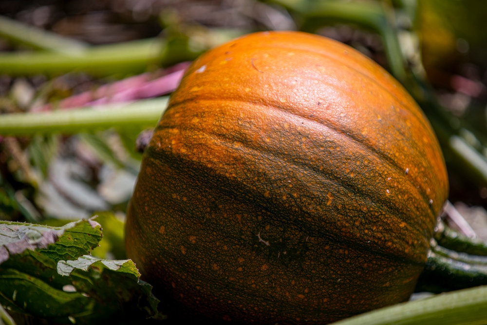 Fort Riley: Center of Everything - Britt's Garden Acres