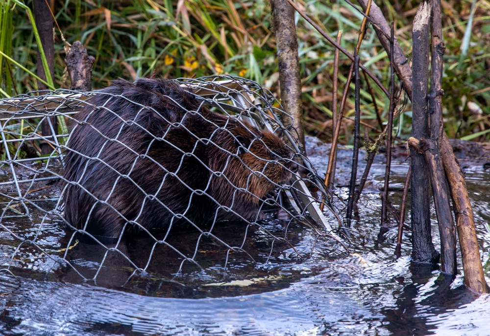 Tulalip Tribes Natural Resources Relocates Beavers