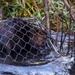 Tulalip Tribes Natural Resources Relocates Beavers