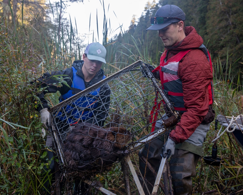 Tulalip Tribes Natural Resources Relocates Beavers