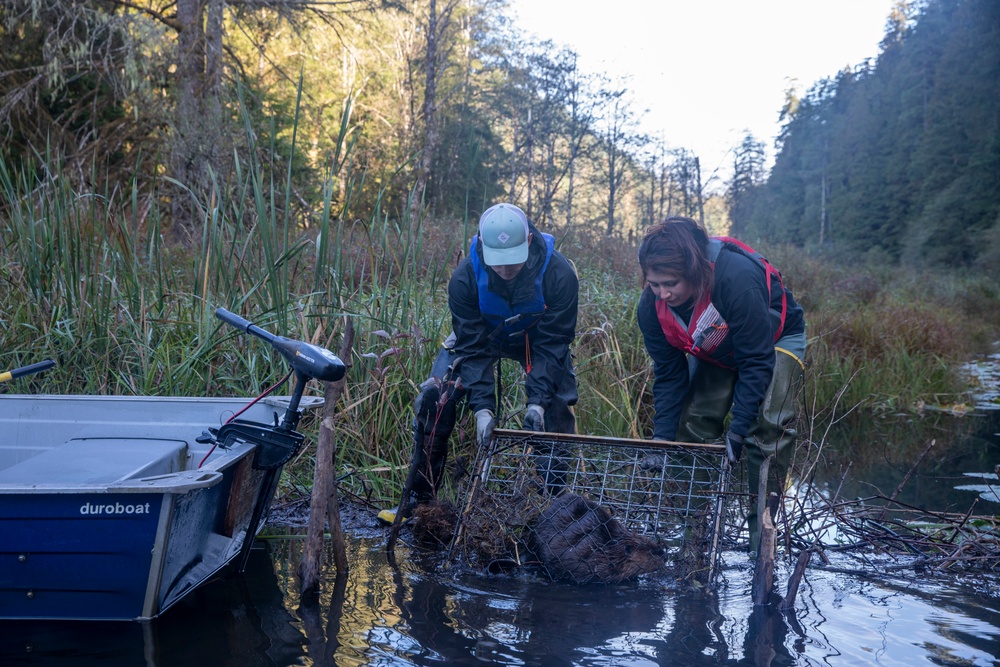 Tulalip Tribes Natural Resources Relocates Beavers