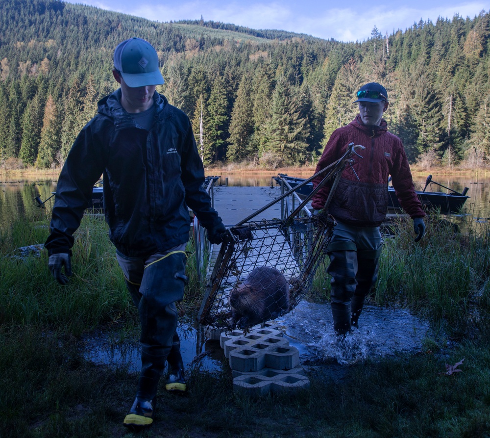 Tulalip Tribes Natural Resources Relocates Beavers