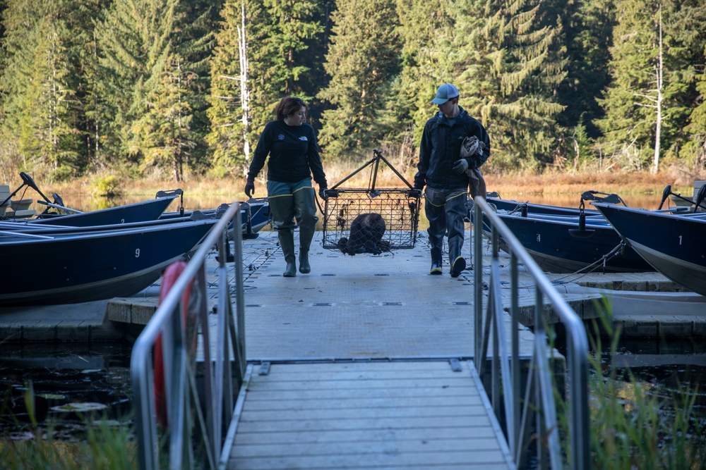 Tulalip Tribes Natural Resources Relocates Beavers