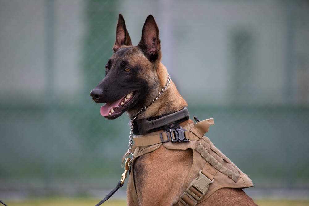 A Police Officer’s Best Friend: Japanese Maritime Self-Defense Force Train with Military Working-Dogs Alongside U.S. Marines