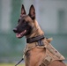 A Police Officer’s Best Friend: Japanese Maritime Self-Defense Force Train with Military Working-Dogs Alongside U.S. Marines