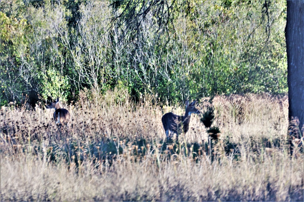 Fort McCoy Wildlife