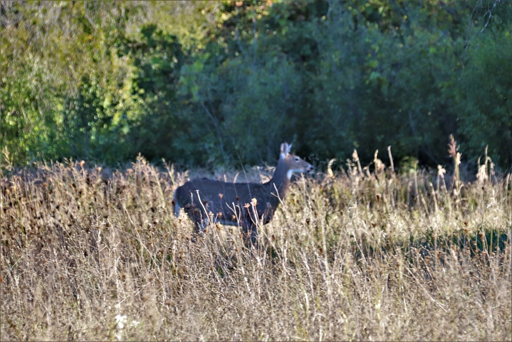 Fort McCoy Wildlife