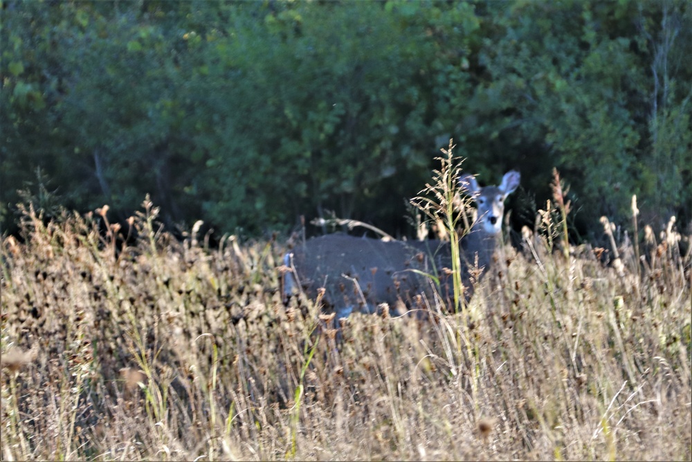 Fort McCoy Wildlife