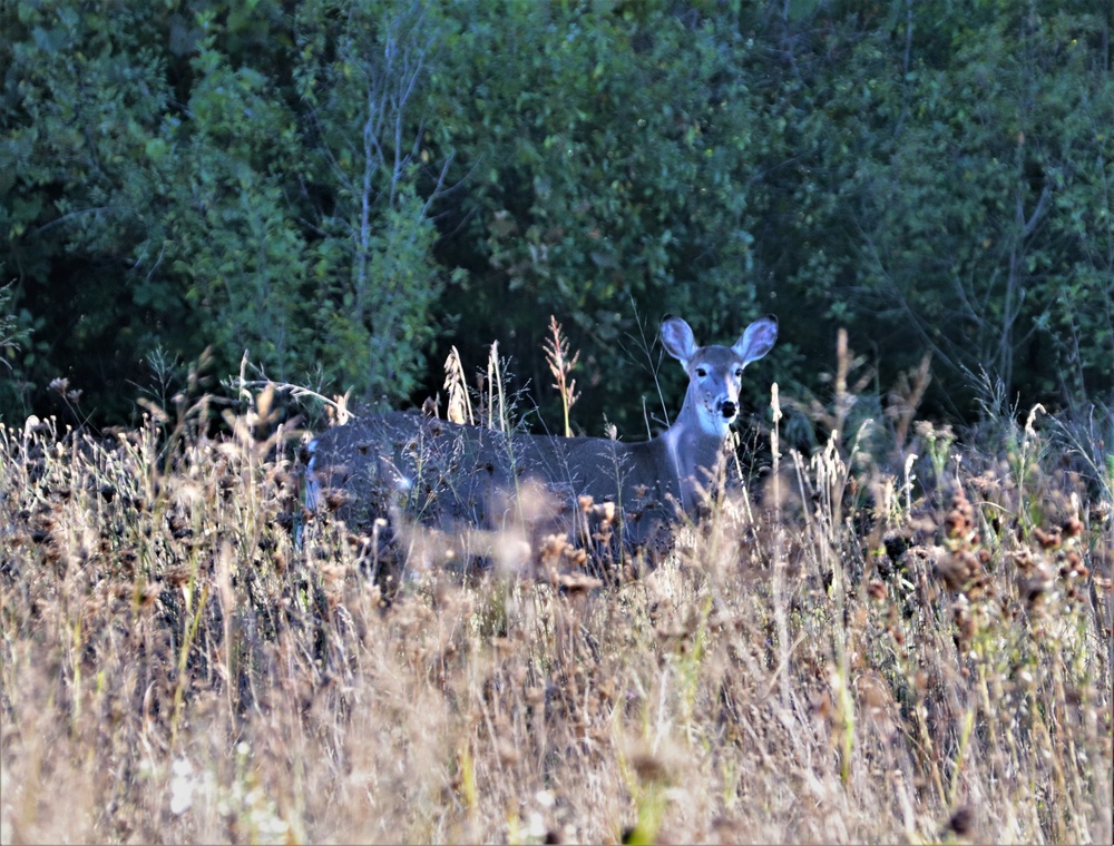 Fort McCoy Wildlife