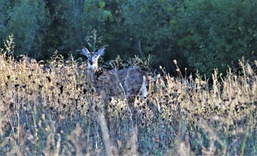Fort McCoy Wildlife