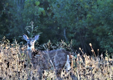 Archery seasons return at Fort McCoy through January 2024