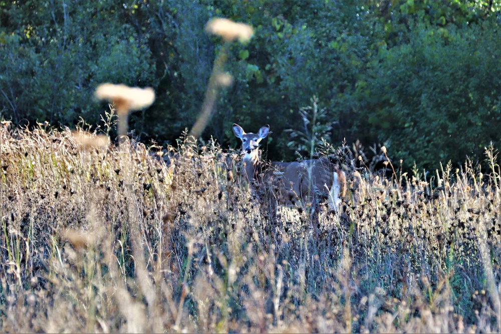 Fort McCoy Wildlife