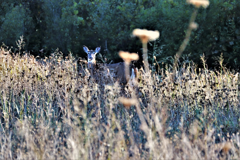 Fort McCoy Wildlife