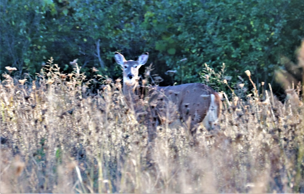 Fort McCoy Wildlife