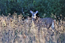 Fort McCoy Wildlife