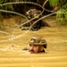 Marines with 2nd Battalion 1st Marines, enter the final stage of the E-Course.