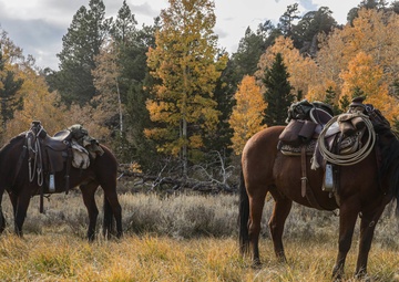 2nd Bn., 1st Marines receive resupply from animal packers in Bridgeport