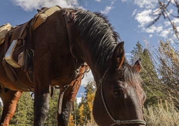 2nd Bn., 1st Marines receive resupply from animal packers in Bridgeport