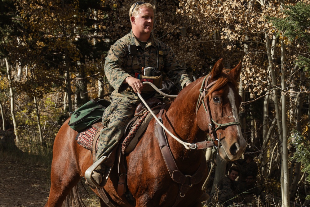 2nd Bn., 1st Marines receive resupply from animal packers in Bridgeport