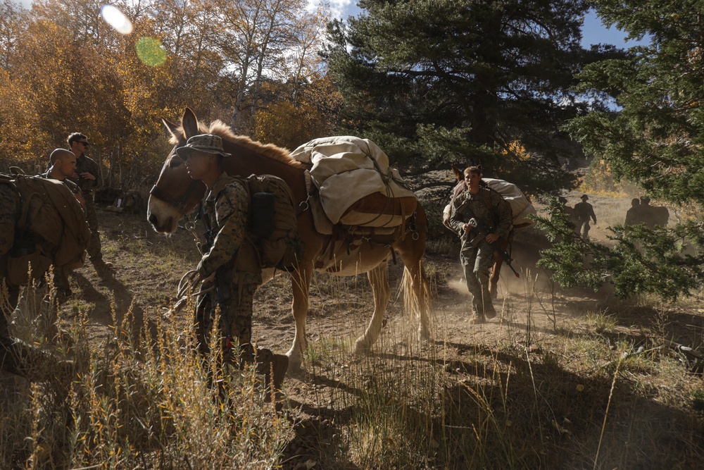 2nd Bn., 1st Marines receive resupply from animal packers in Bridgeport