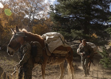 2nd Bn., 1st Marines receive resupply from animal packers in Bridgeport