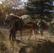 2nd Bn., 1st Marines receive resupply from animal packers in Bridgeport