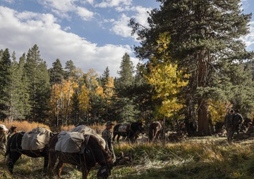 2nd Bn., 1st Marines receive resupply from animal packers in Bridgeport