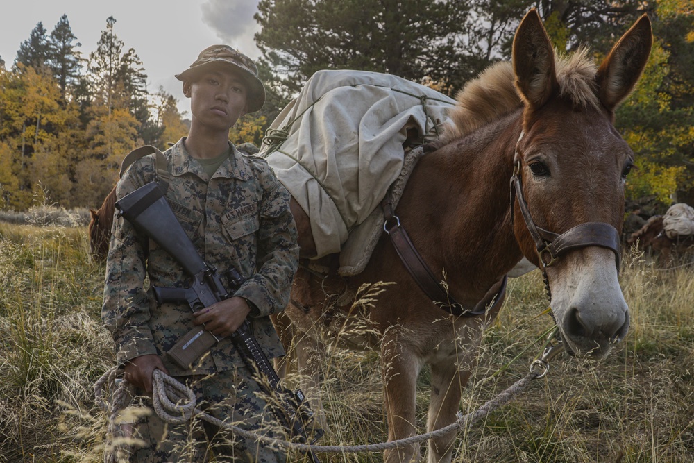 2nd Bn., 1st Marines receive resupply from animal packers in Bridgeport