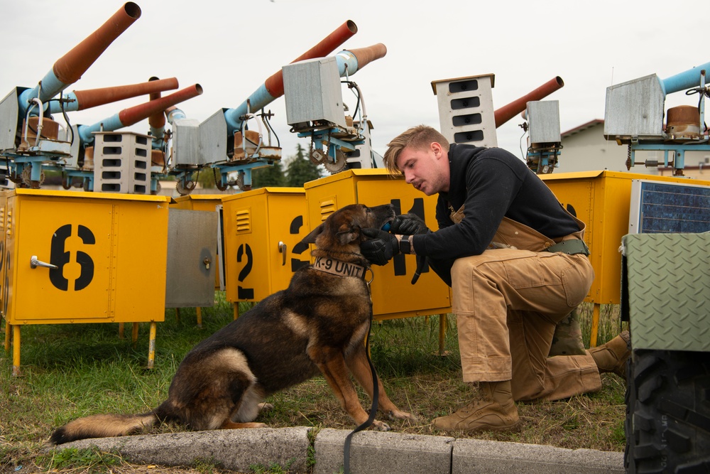 From puppy to patrol: the life of a military working dog