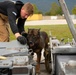 From puppy to patrol: the life of a military working dog