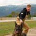 From puppy to patrol: the life of a military working dog