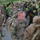 CJTF-HOA service members join Kenyan partners for Norwegian Foot March