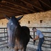 Tail brush
