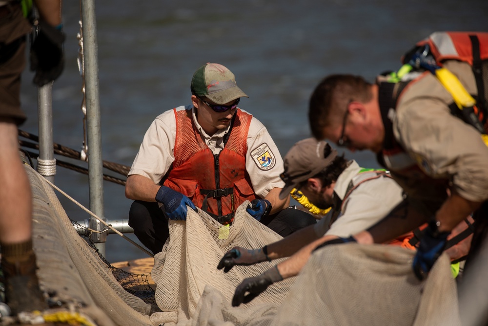 New Deterrent Technology Tested at Peoria Lock and Dam