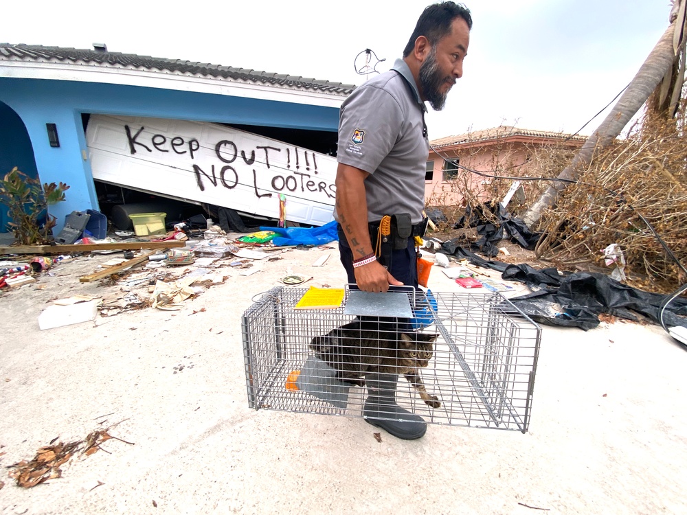 Lee County Domestic Animal Services Rescue a Cat Lost in Hurricane Ian