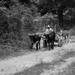 Local Honduran Rancher