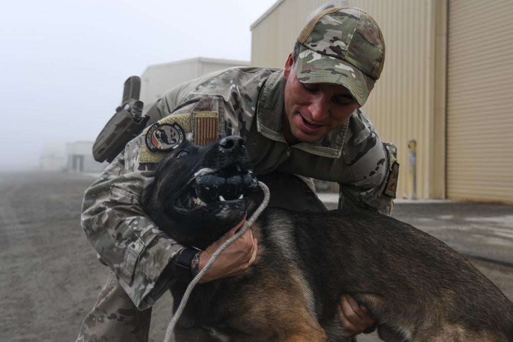 Passing the Sniff Test - Military Working Dogs keep ADAB secure