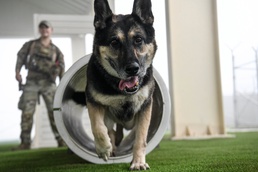 Passing the Sniff Test - Military Working Dogs keep ADAB secure