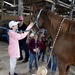 Event at stables connects History with Horses