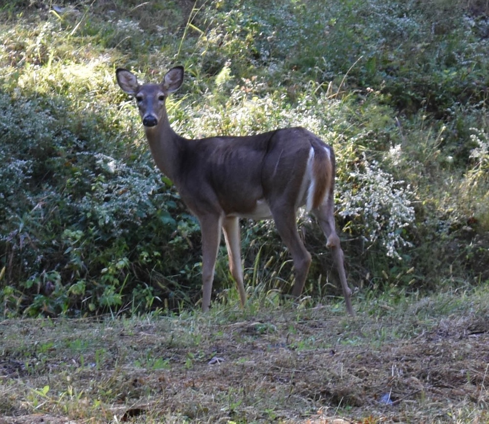 It's Deer Season!