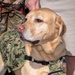 Facility Dogs Promotion and Commissioning Ceremony at WRNMMC, October 18, 2022