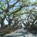 Impacts of Hurricane Ian on Gasparilla Island