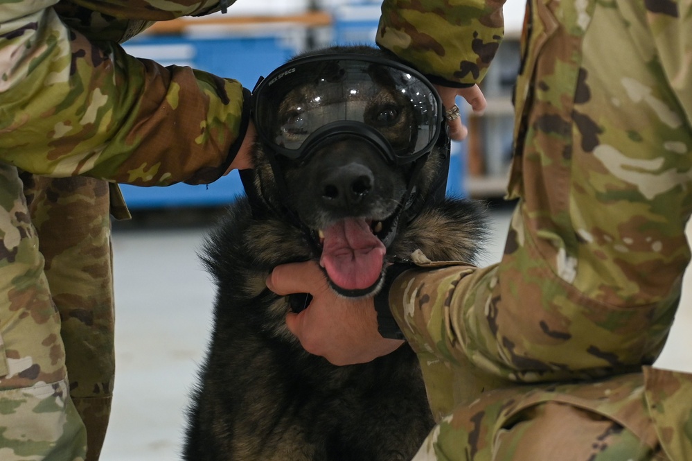 Military Working Dogs participate in UH-1N Huey training