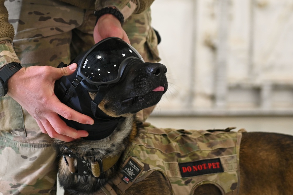 Military Working Dogs participate in UH-1N Huey training