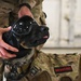 Military Working Dogs participate in UH-1N Huey training