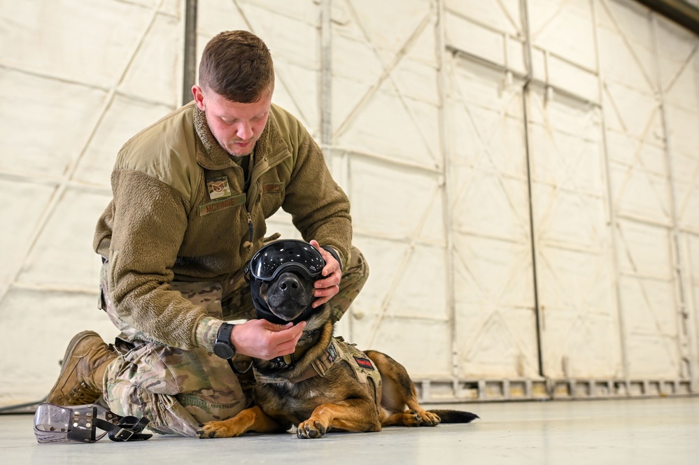 Military Working Dogs participate in UH-1N Huey training